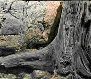 3D pozadine za akvarijum