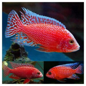 #REF!