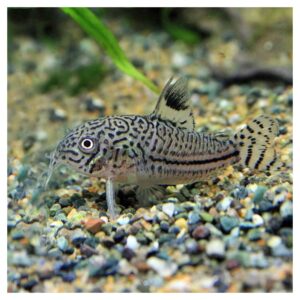 #REF!