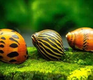 Puževi za akvarijum