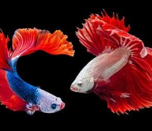 Ribice za akvarijum